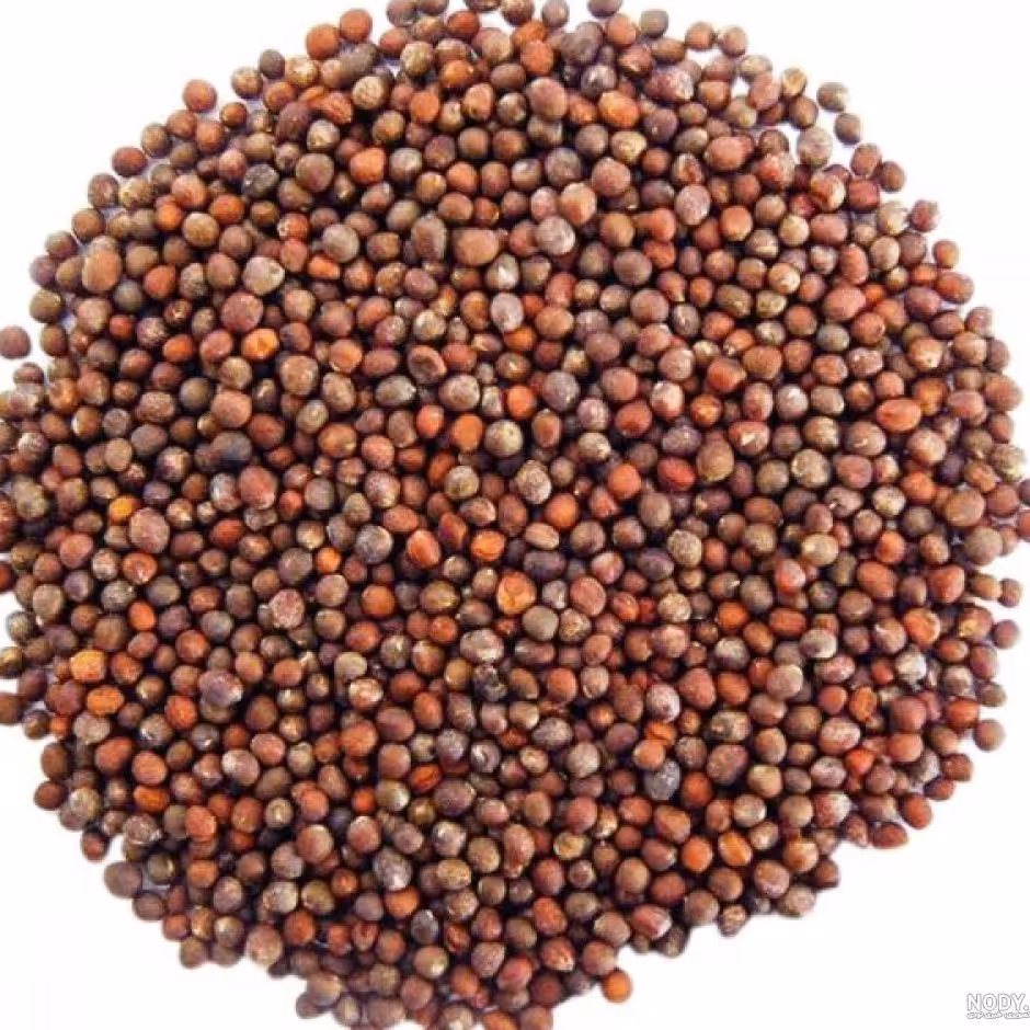 بذر کلم(100 گرم)