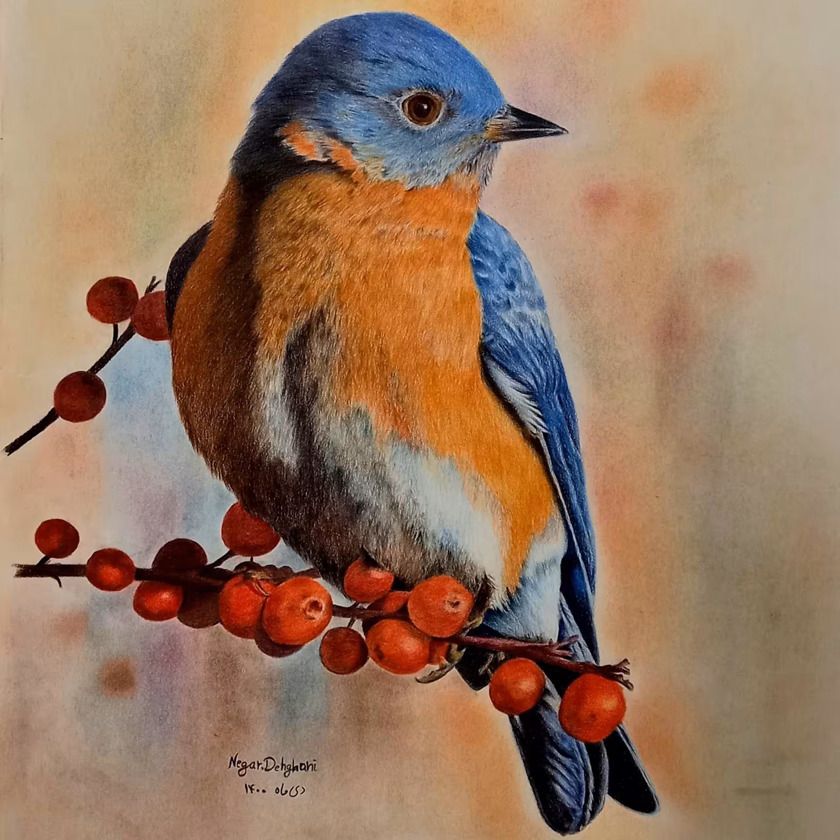 نقاشی مدادرنگی طرح پرنده زیبا