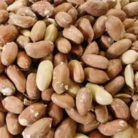 بادام زمینی درشت آستانه اشرفیه 1 کیلو تازه 1402