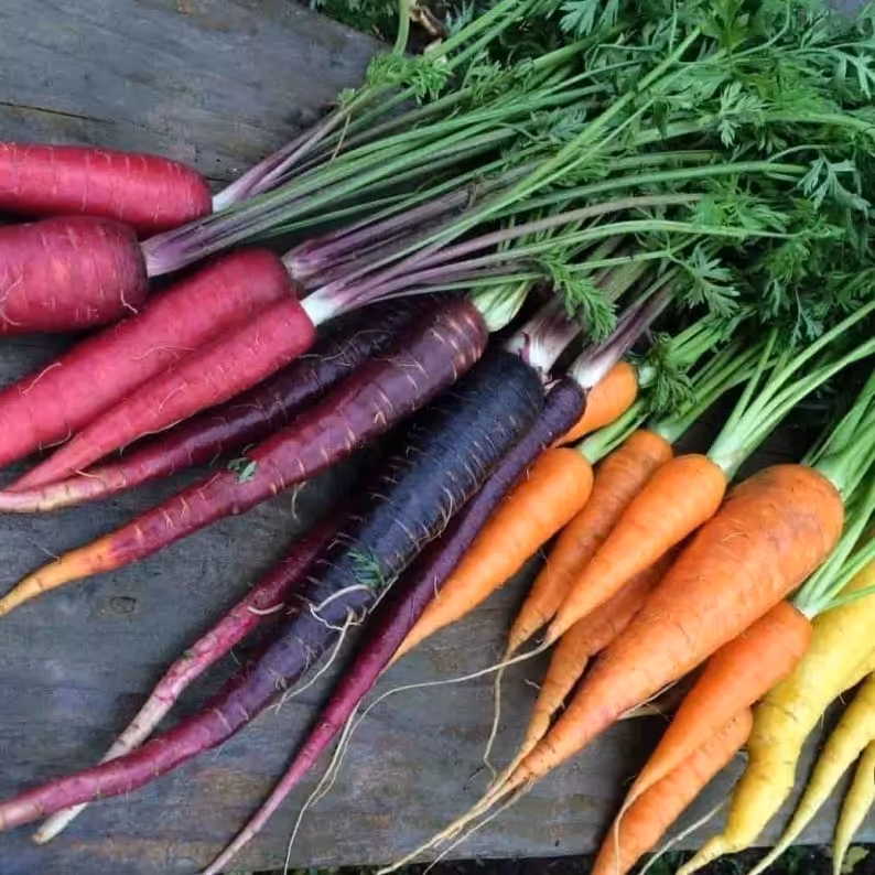 بذر هویج میکس اصلاح شده ( بسته 25 عددی).