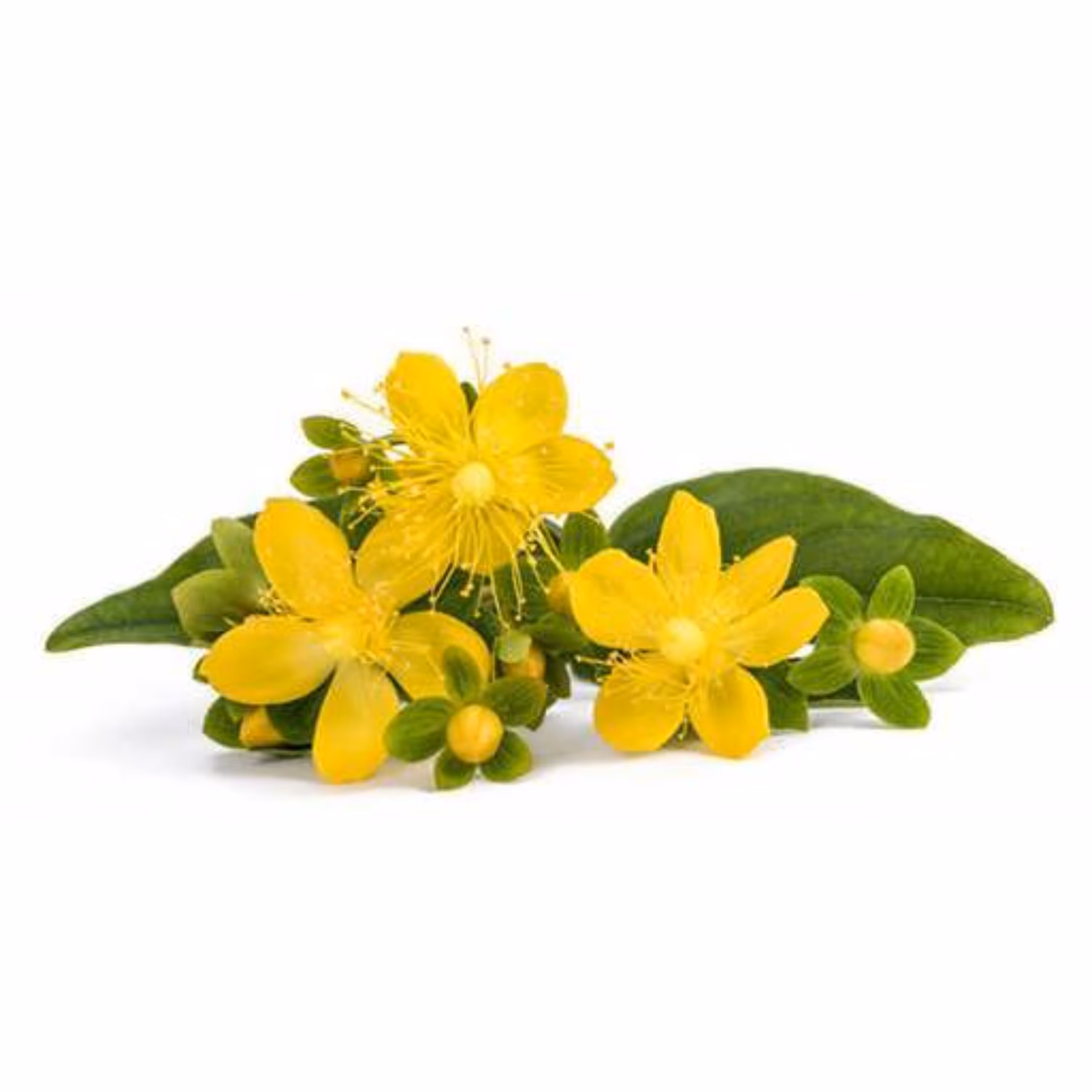 بذر  گل راعی 1 گرمی