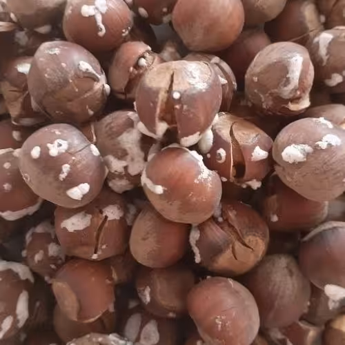 فندق آجیلی برشته نمکی تازه بسته 500 گرمی