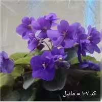 برگ بنفشه آفریقایی کد 107 نامدار قلمه تازه بریده شده آماده کشت در بستر پرلیت و پیت ماس ،قطر حدود 4 در 4 سانتیمتر