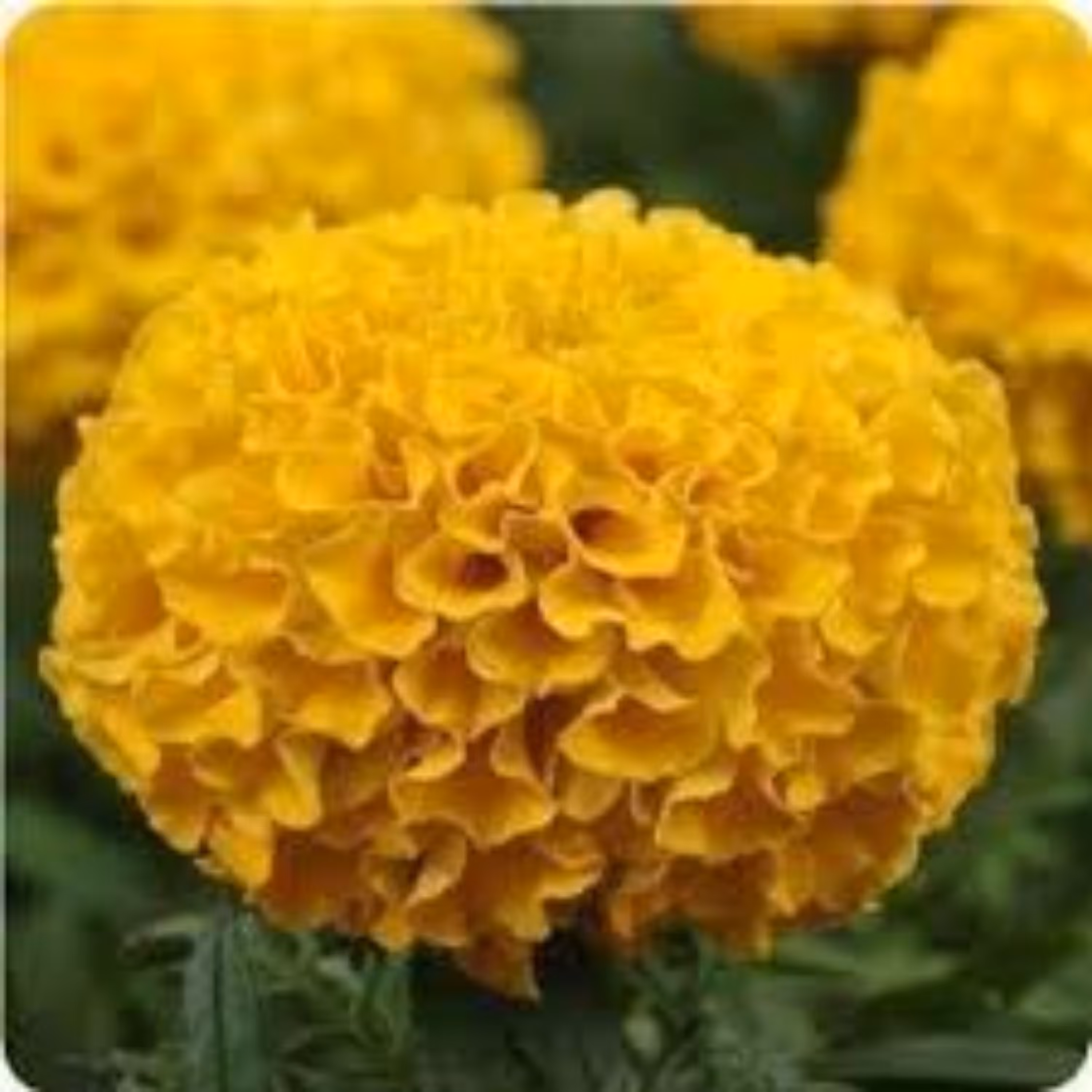 بذر گل آهار زرد پا کوتاه 1گرمی