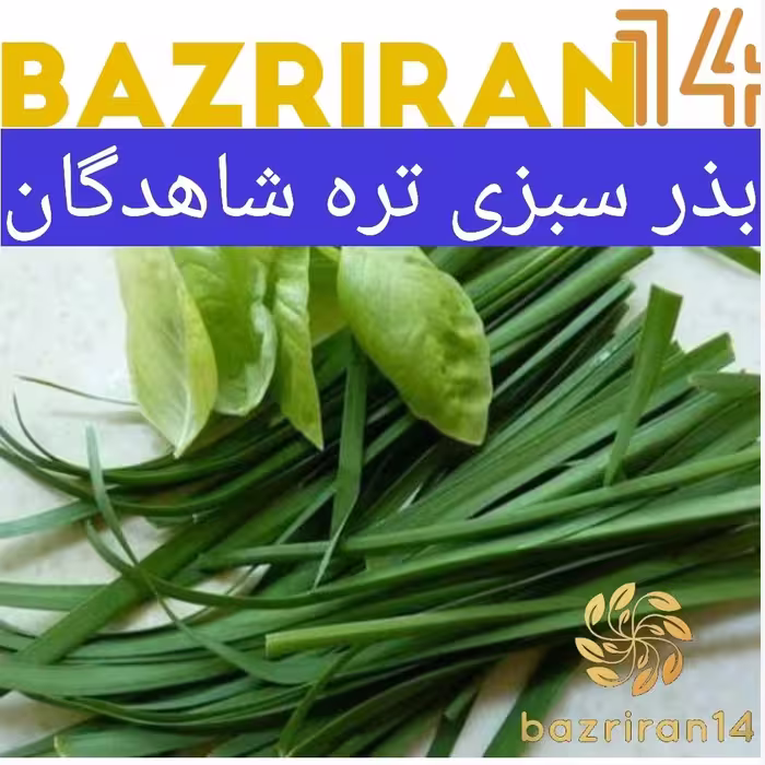 بذر سبزی تره ( کراث ) با کیفیت بالا