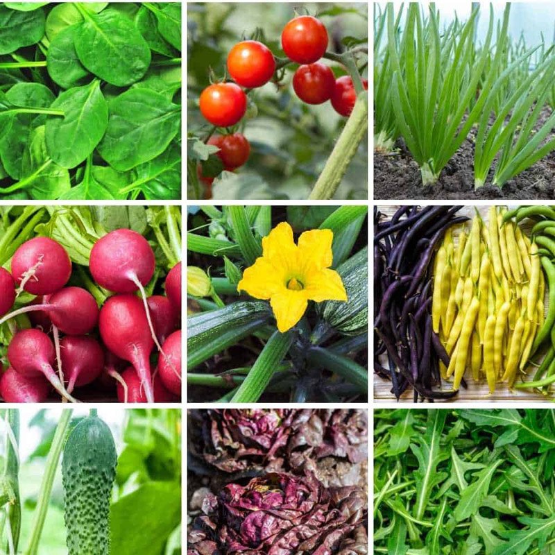 پکیج بذر سبزیجات - Vegetable