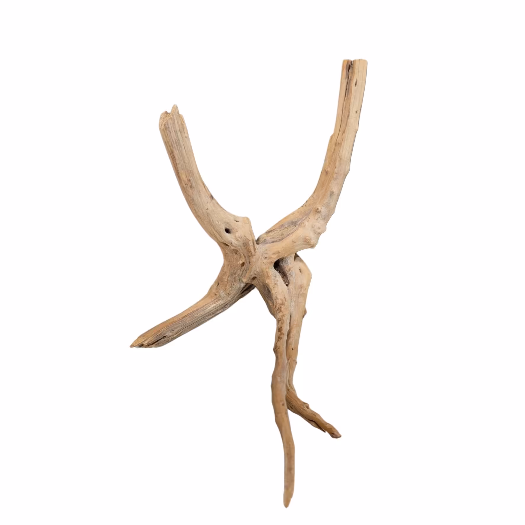 چوب تزیینی آبنوس کد 22 مخصوص آکواریوم مدل ریشه مانگرو