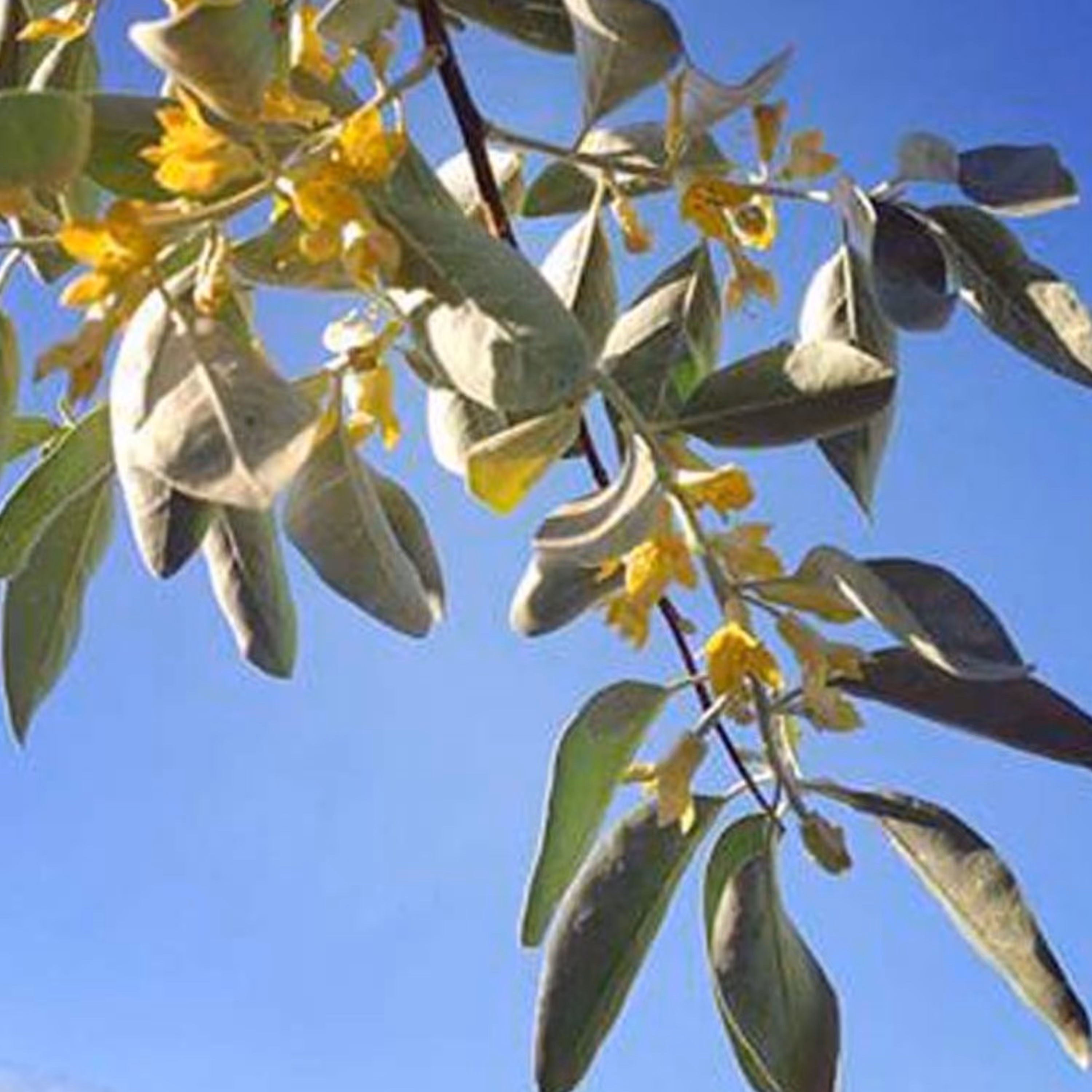 عرق شکوفه سنجد