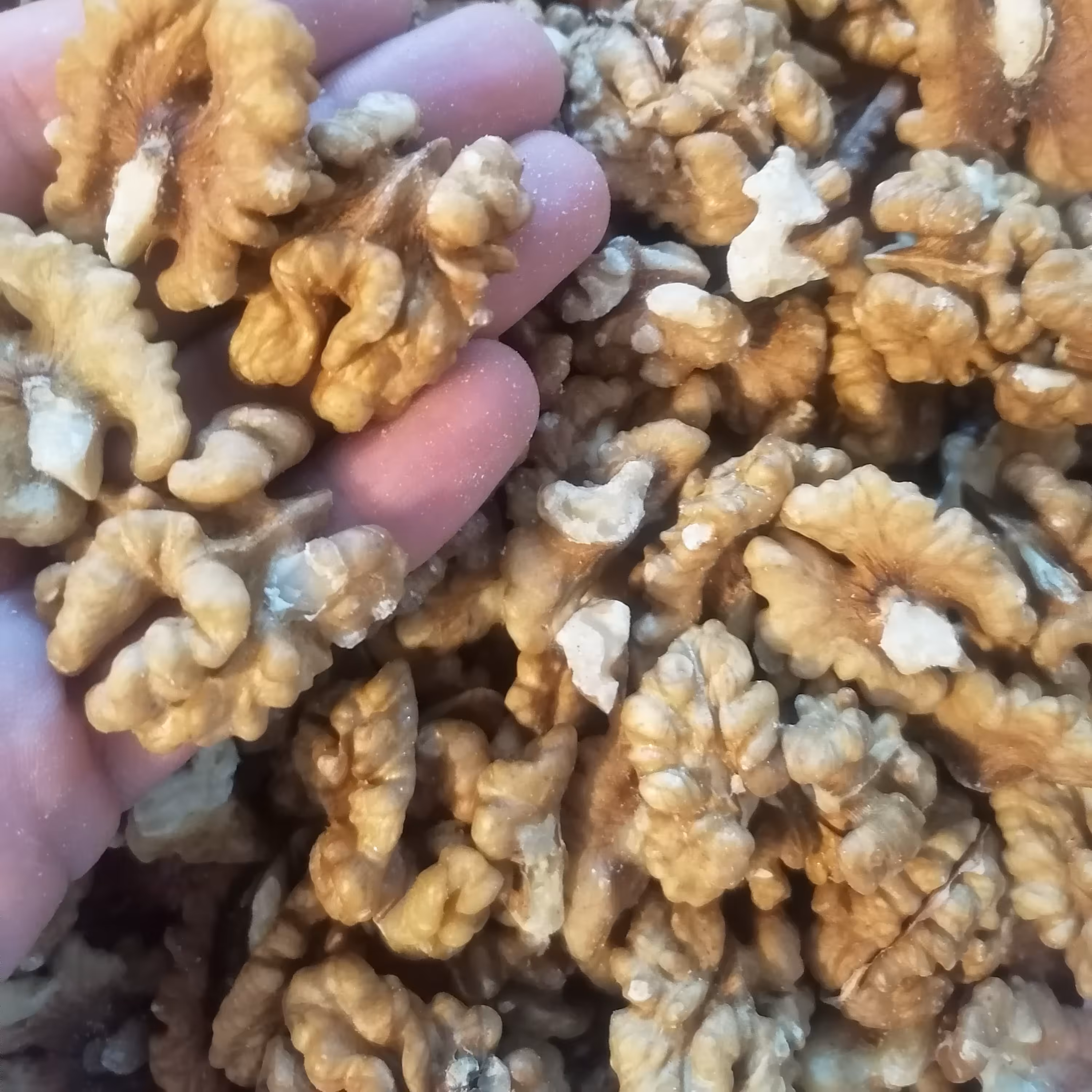 مغز گردو روغنی
درجه یک 
فوق ممتاز 
درشت و سفید 
خوش طعم و سالم 
خارجی (100گرمی) 