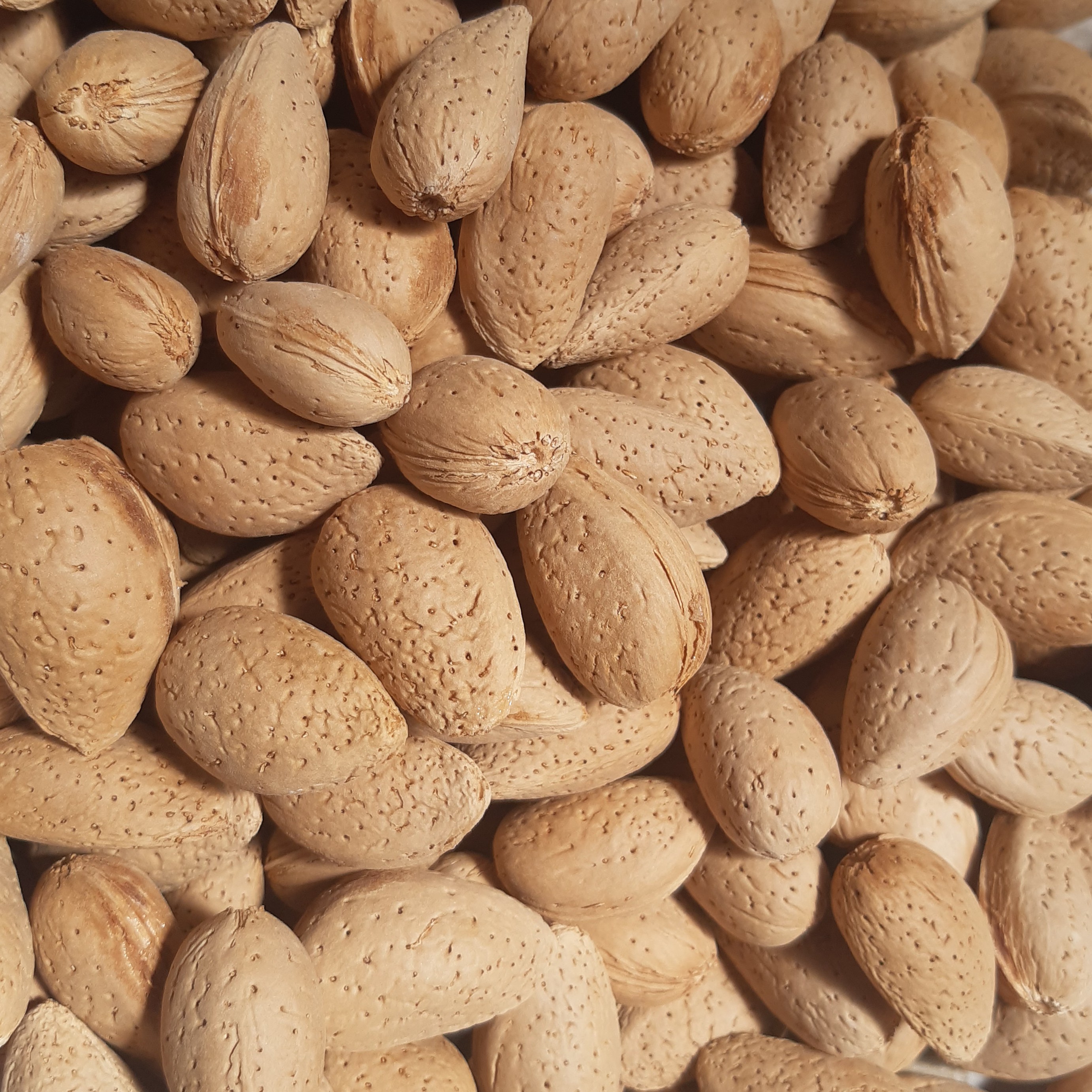 بادام درختی شیرین از باغ خودمون