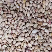 لوبیا چیتی محلی ییلاق