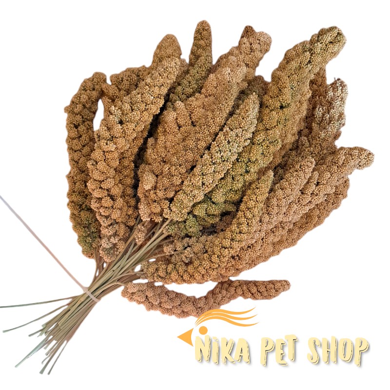 ارزن خوشه ای ایرانی اسپیشیال درشت و تو پر(بسته 100 گرمی 4 تا 6 عدد)