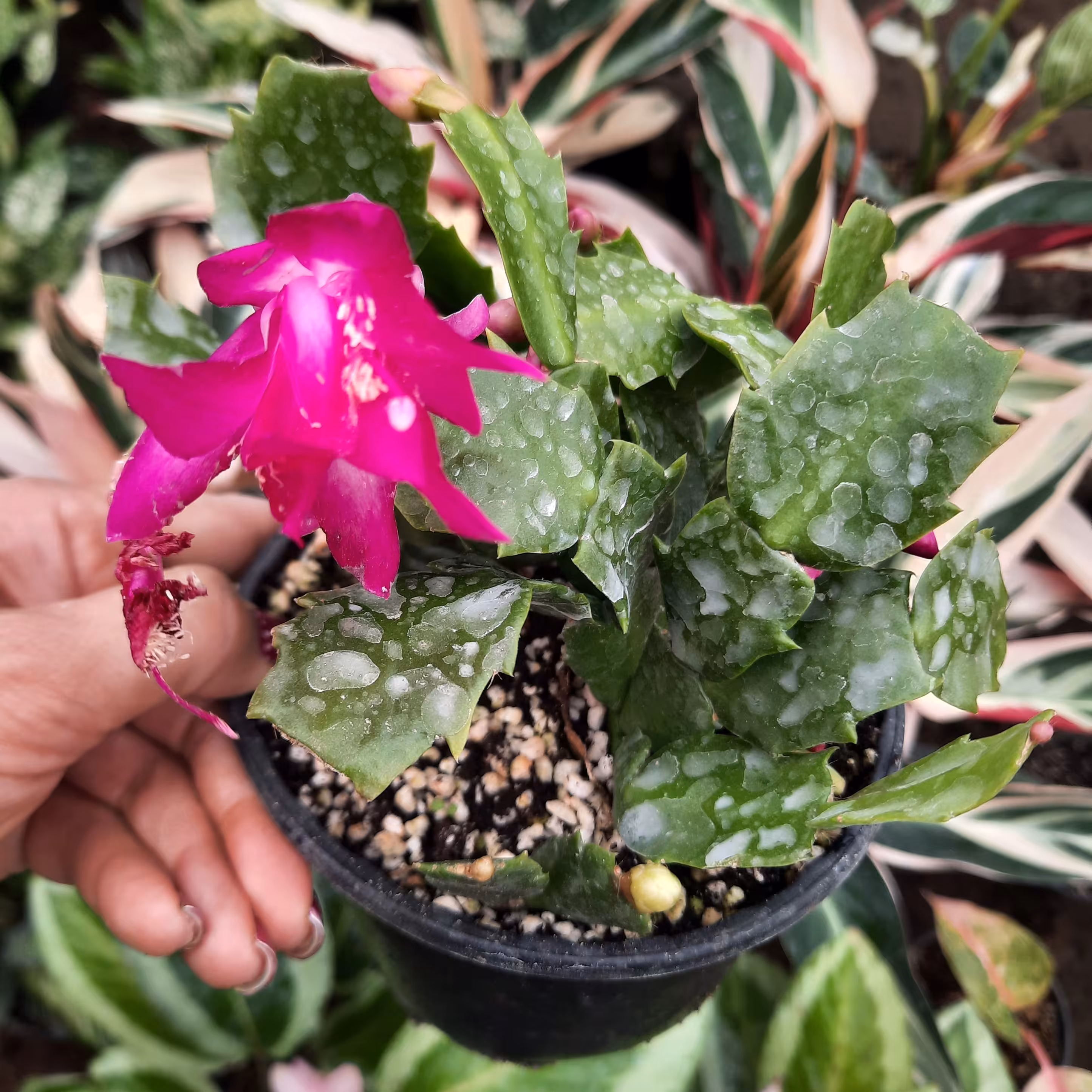 گل کریسمس غنچه دار وگلدار
