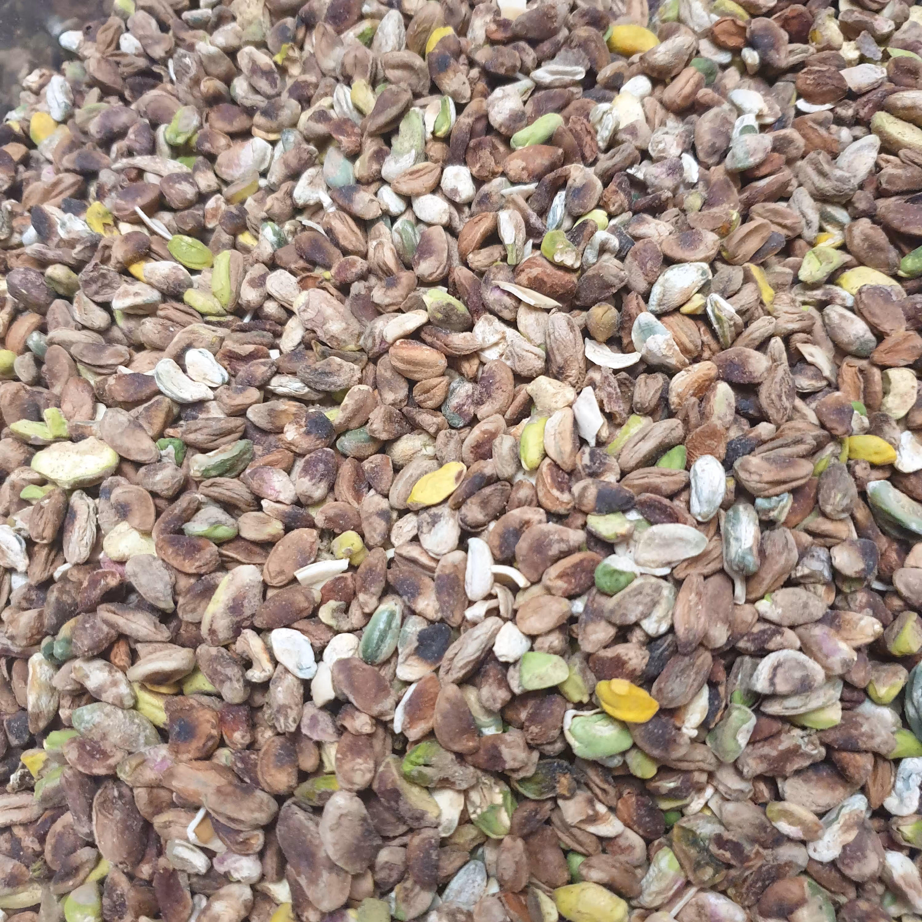 مغز پسته درجه 2 