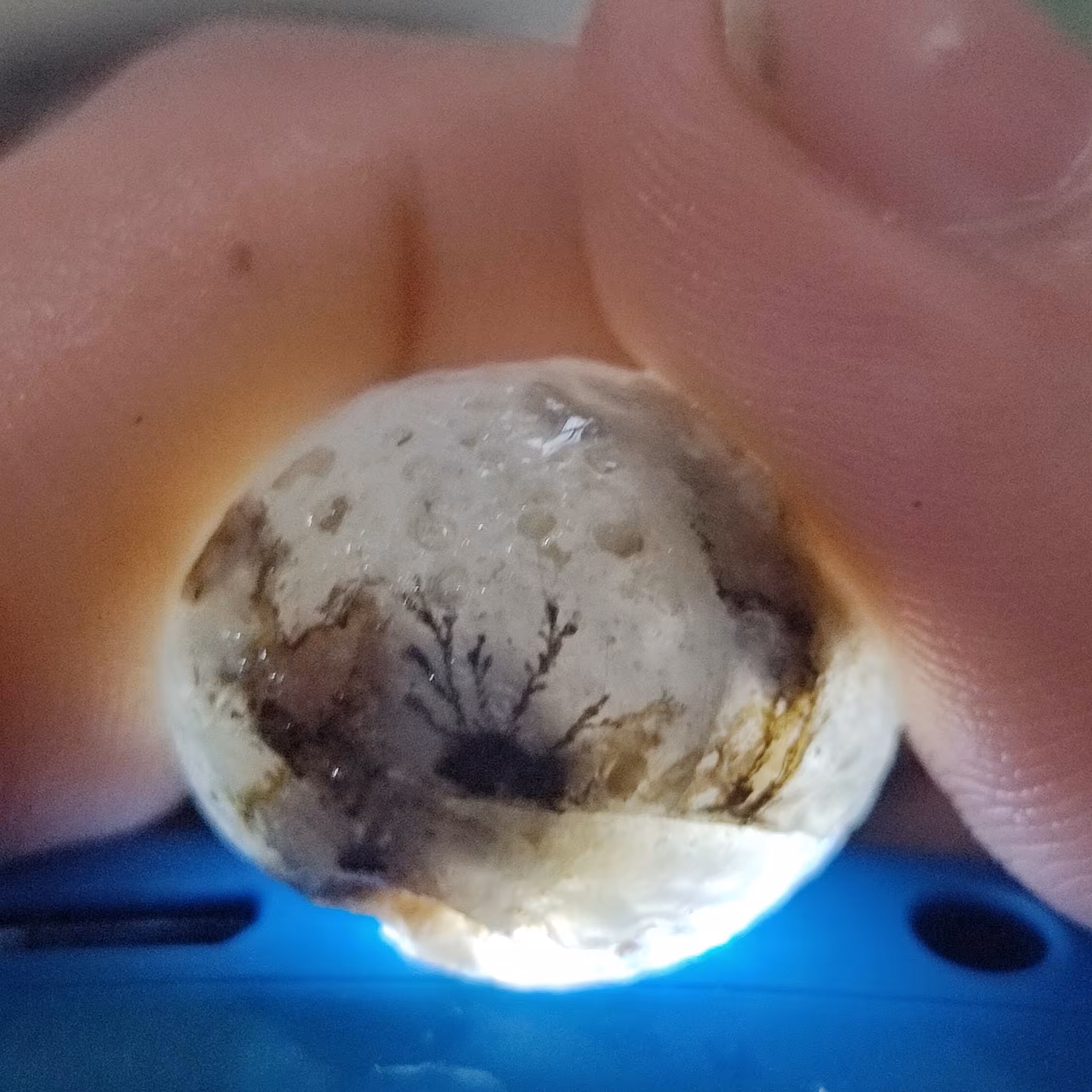 پک 2 کیلویی راف شجر قائن