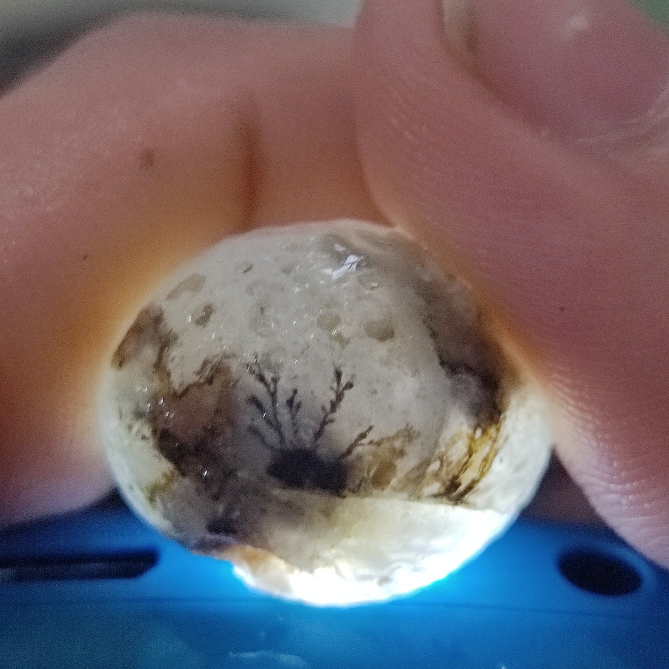 پک 2 کیلویی راف شجر قائن