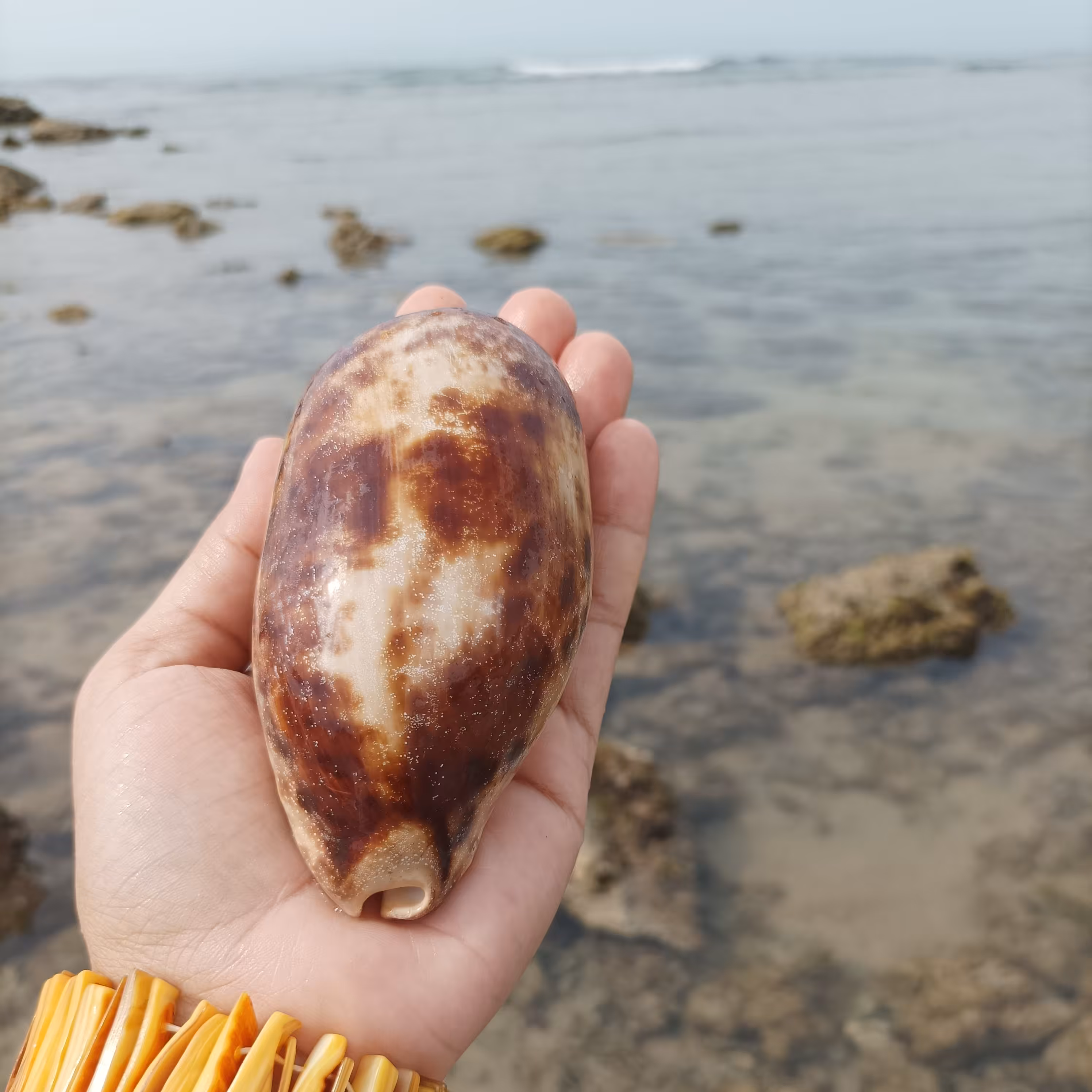 صدف کلکسیونی سیپرا تستوداناریا مناسب دکوری، عکاسی و تزینات 