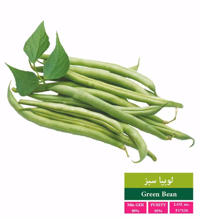 بذر لوبیا سبز - بذر طلایی رویان