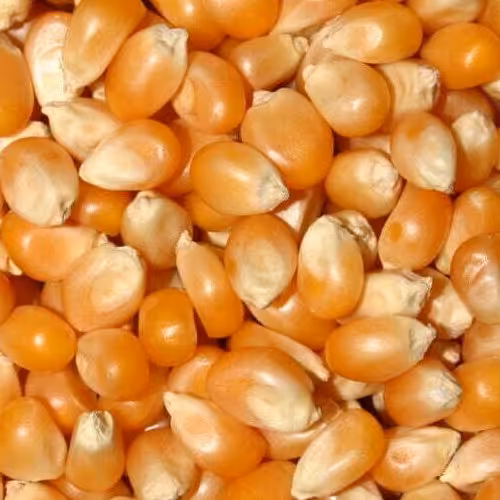 ذرت پفیلا درجه یک نیم کیلویی 