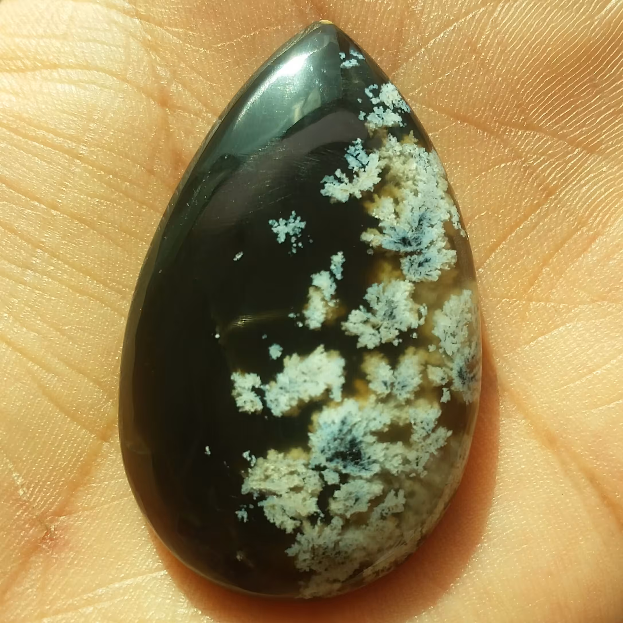 نگین شجر شکوفه زمینه خرمایی محشر شاهکار خلقت 100درصد طبیعی