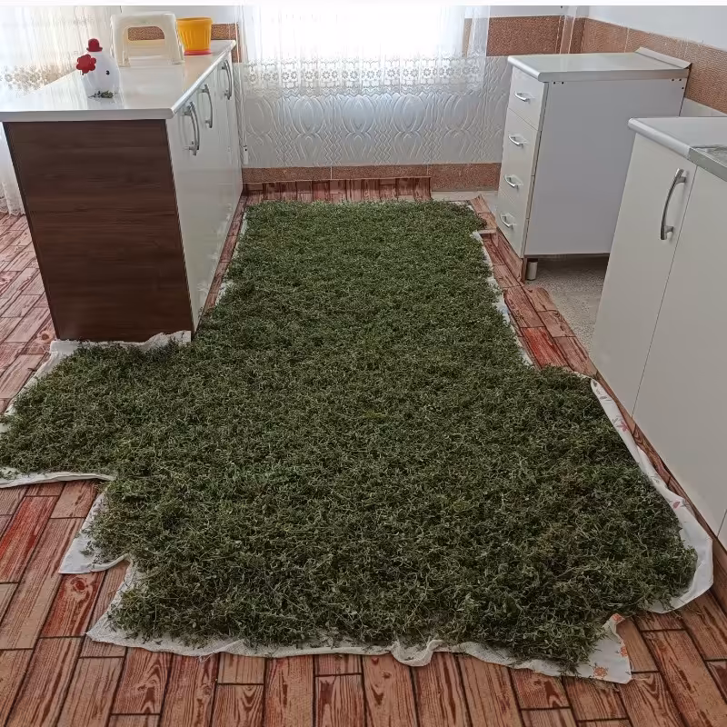 آنخ کوهی 1000 گرمی کوه های خراسان شمالی شیروان تازه (خشک نشده) شسته شده. فوق عطری. بسته بندی زیپ دار

