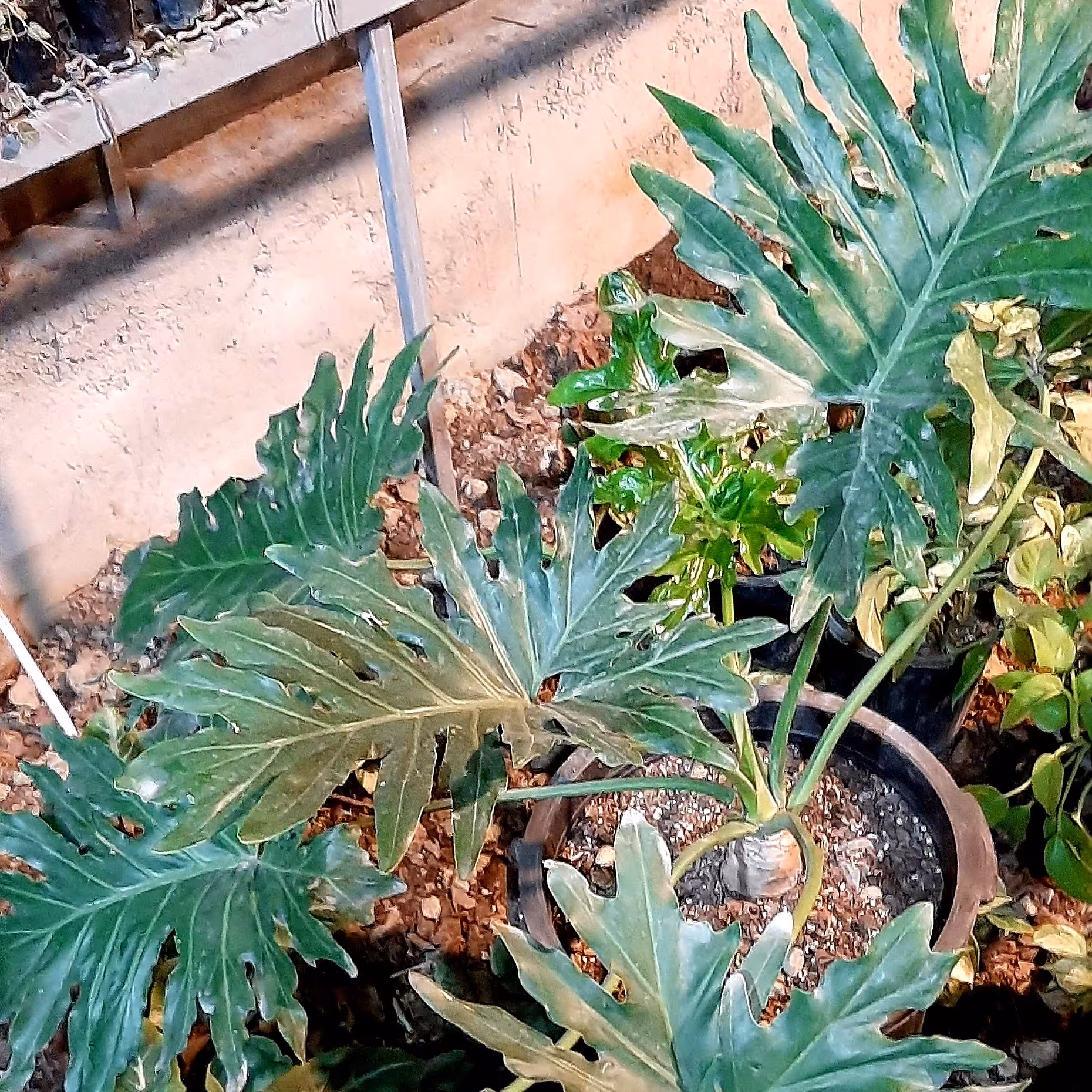 انجیری فر  سطل نیم  زباله