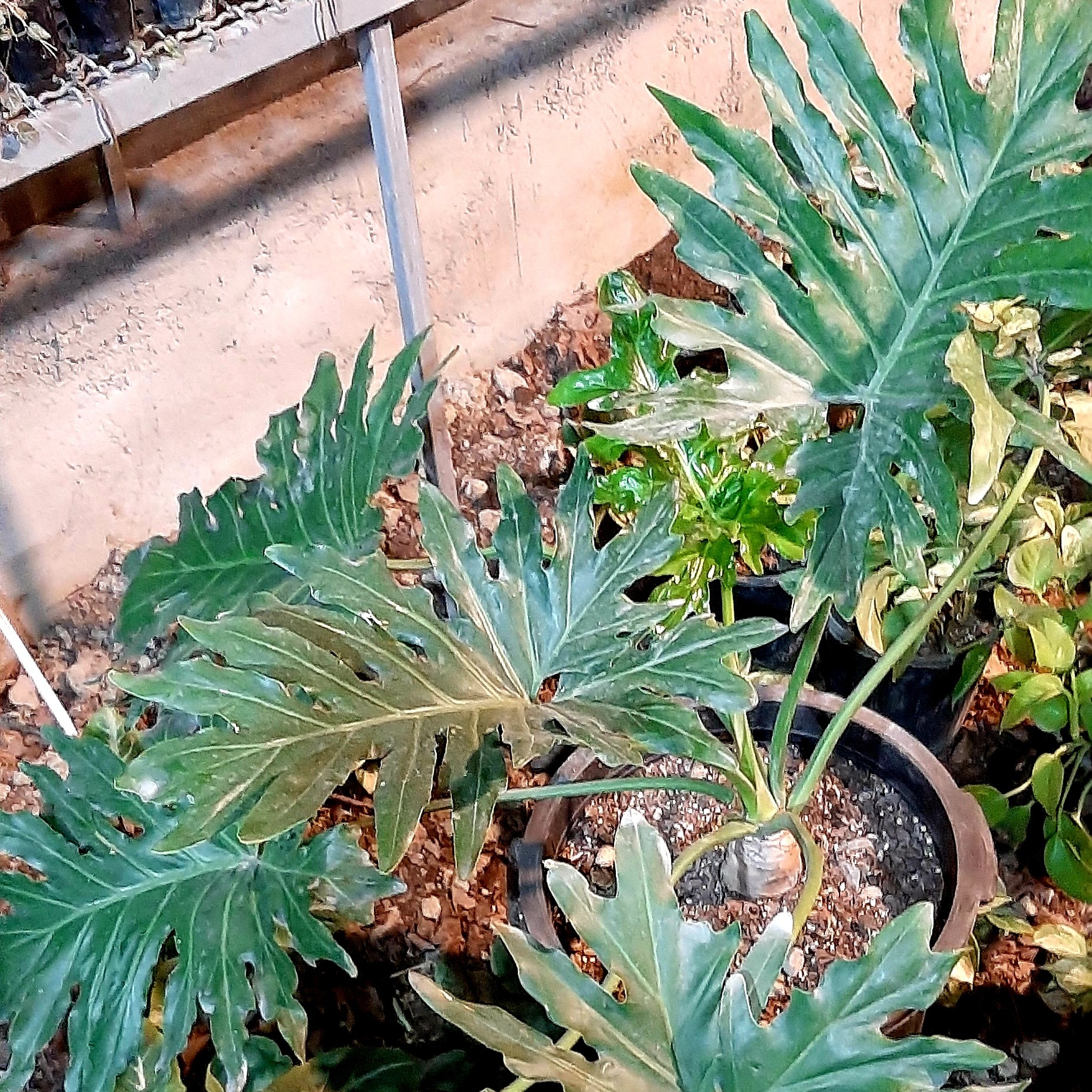 انجیری فر سطل نیم زباله