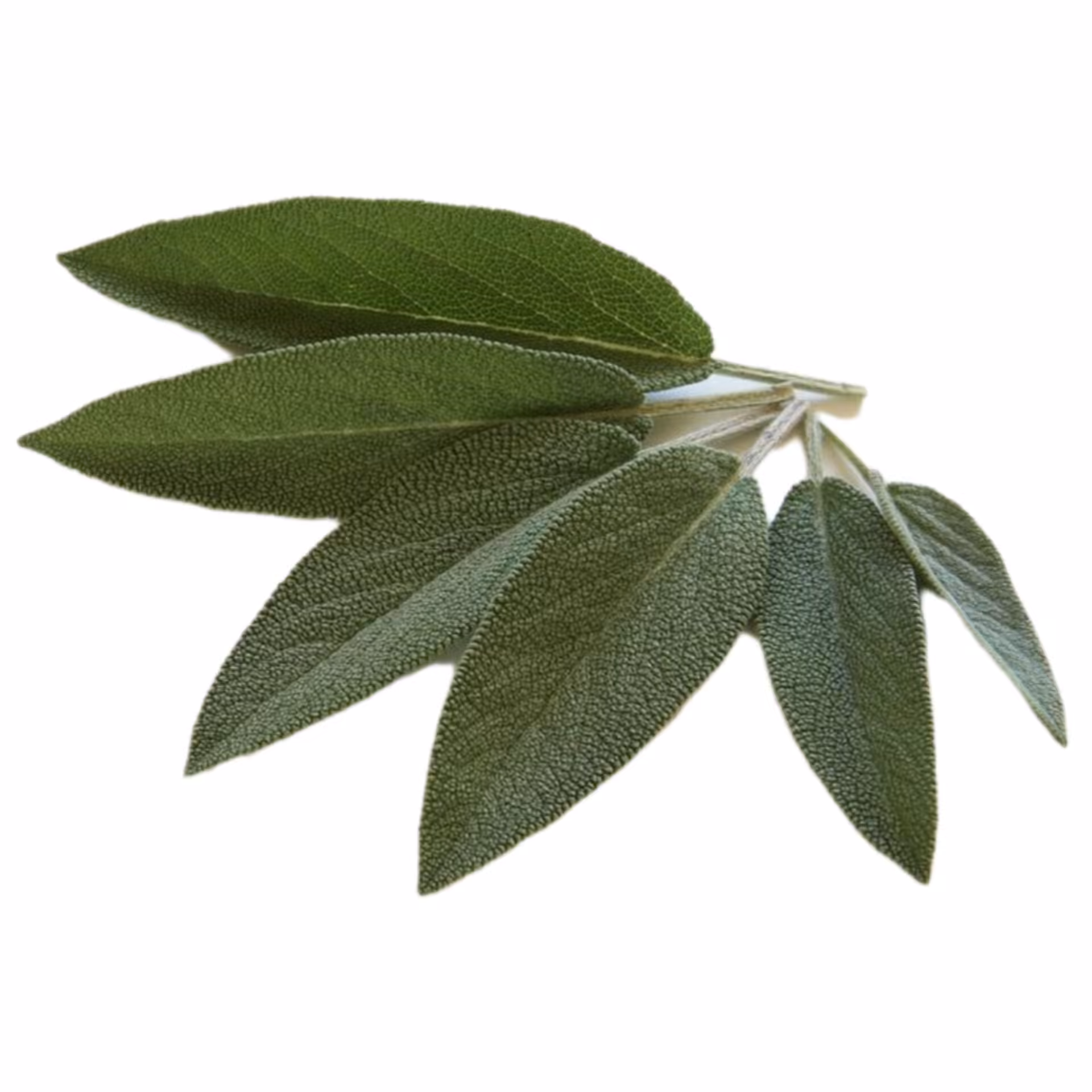بذر مریم گلی(گیاه دارویی)