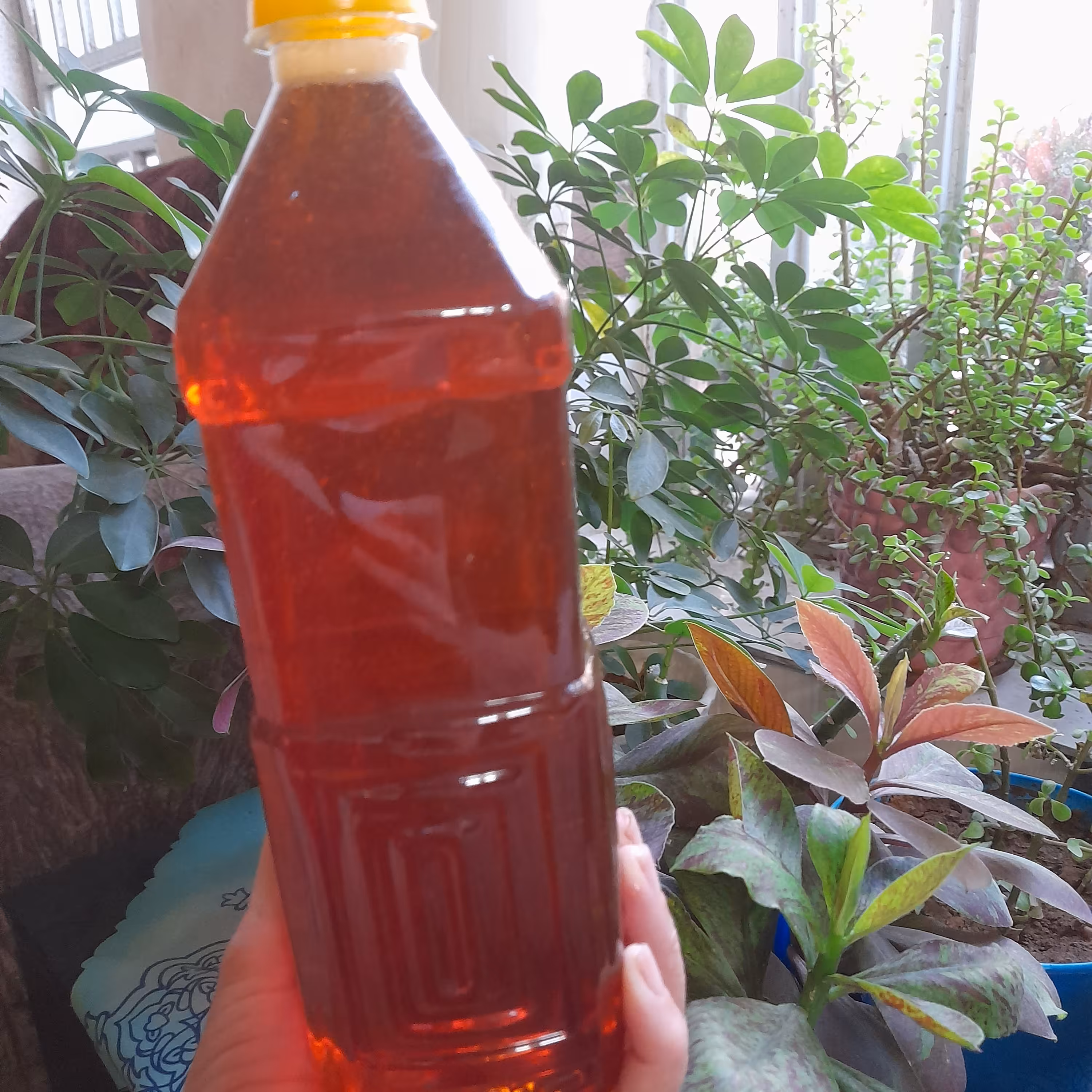 شربت نارنج خانگی ملس غلیظ .خوشمزه وخوشرنگ .تهیه شده از نارنج مرغوب شیراز وشکرشربت نارنج برای رفع گرگرفتگی عطش  