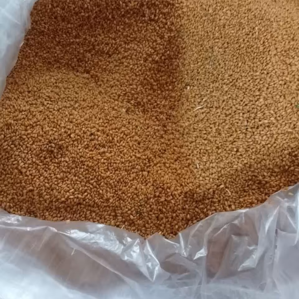 خاکشیر درجه یک