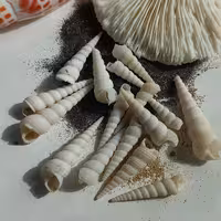 صدف کشیده   ( پک 12 عددی)