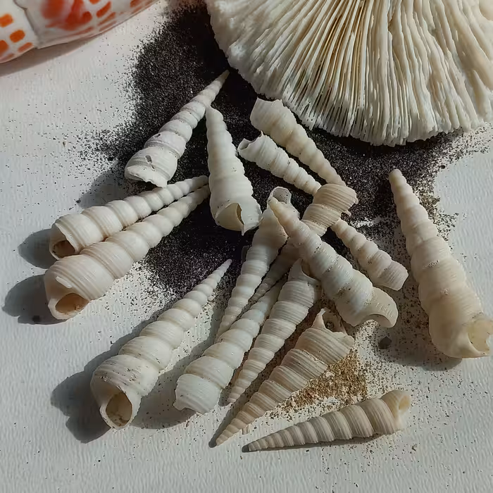 صدف کشیده   ( پک 12 عددی)