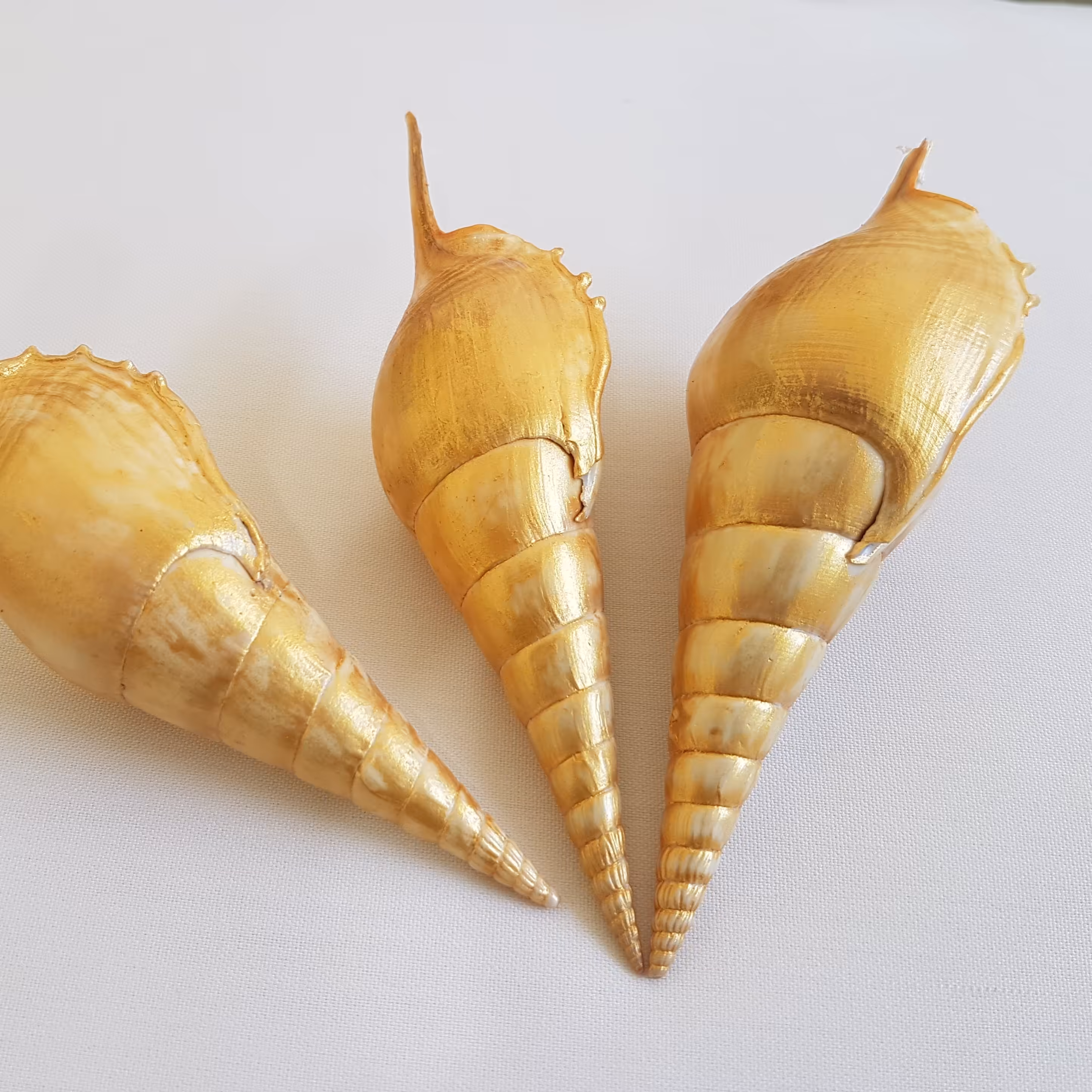 گوش ماهی طلایی ابروباد