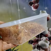 پیاز  سرخ شده خلالی مامان زهرا  