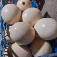 پوکه تخم شترمرغ