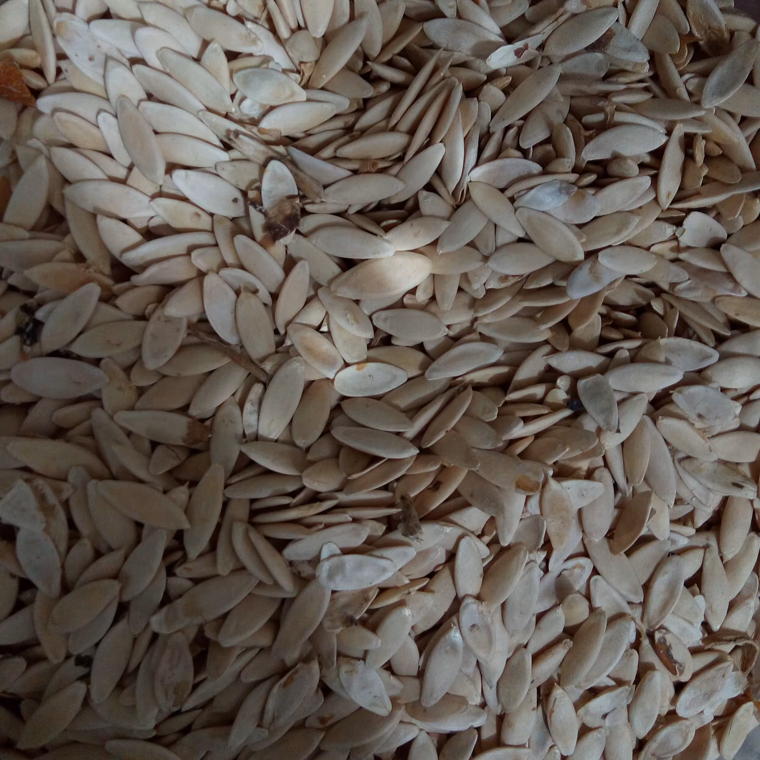 بذر خیار 50 گرمی