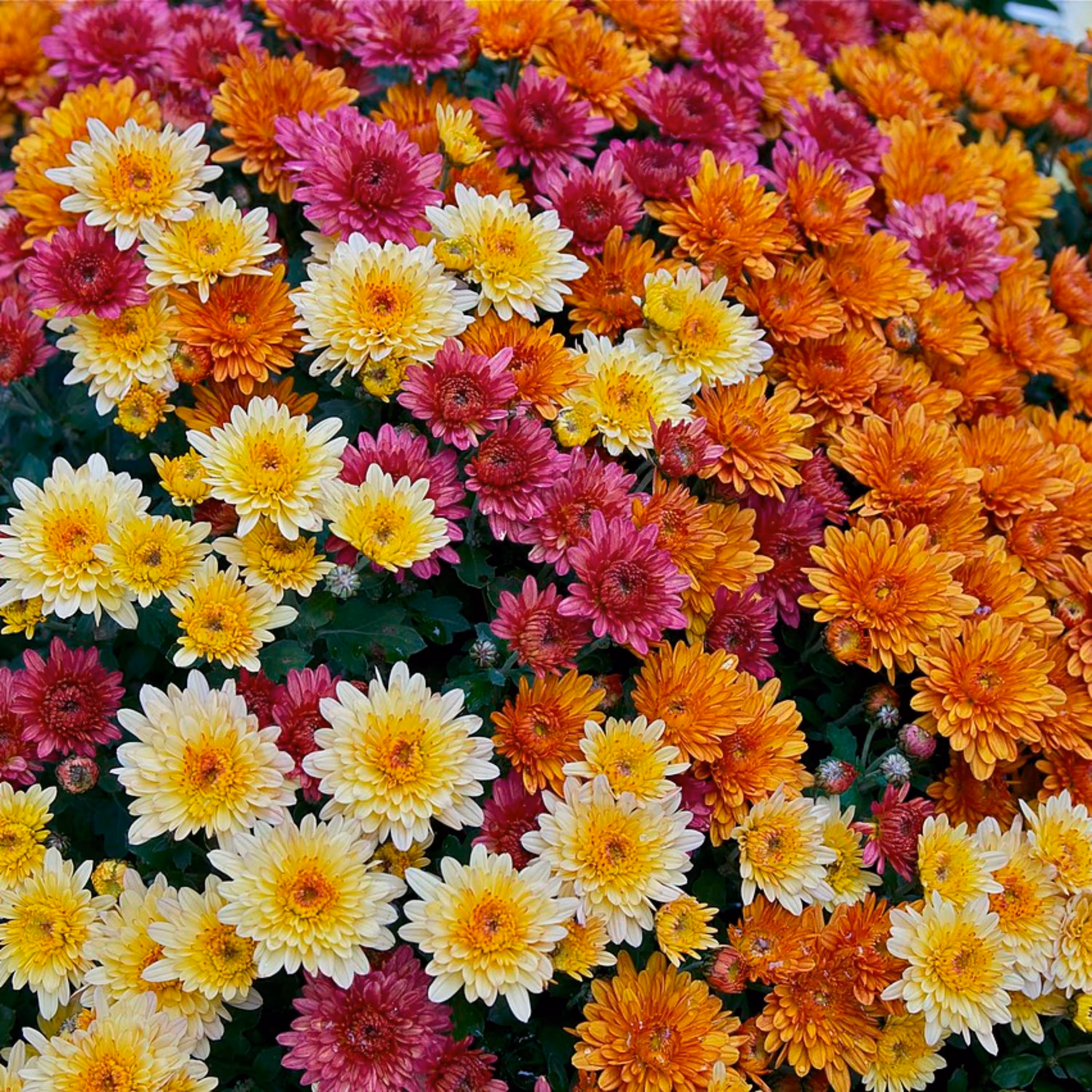 بذر گل داوودی پا کوتاه الوان