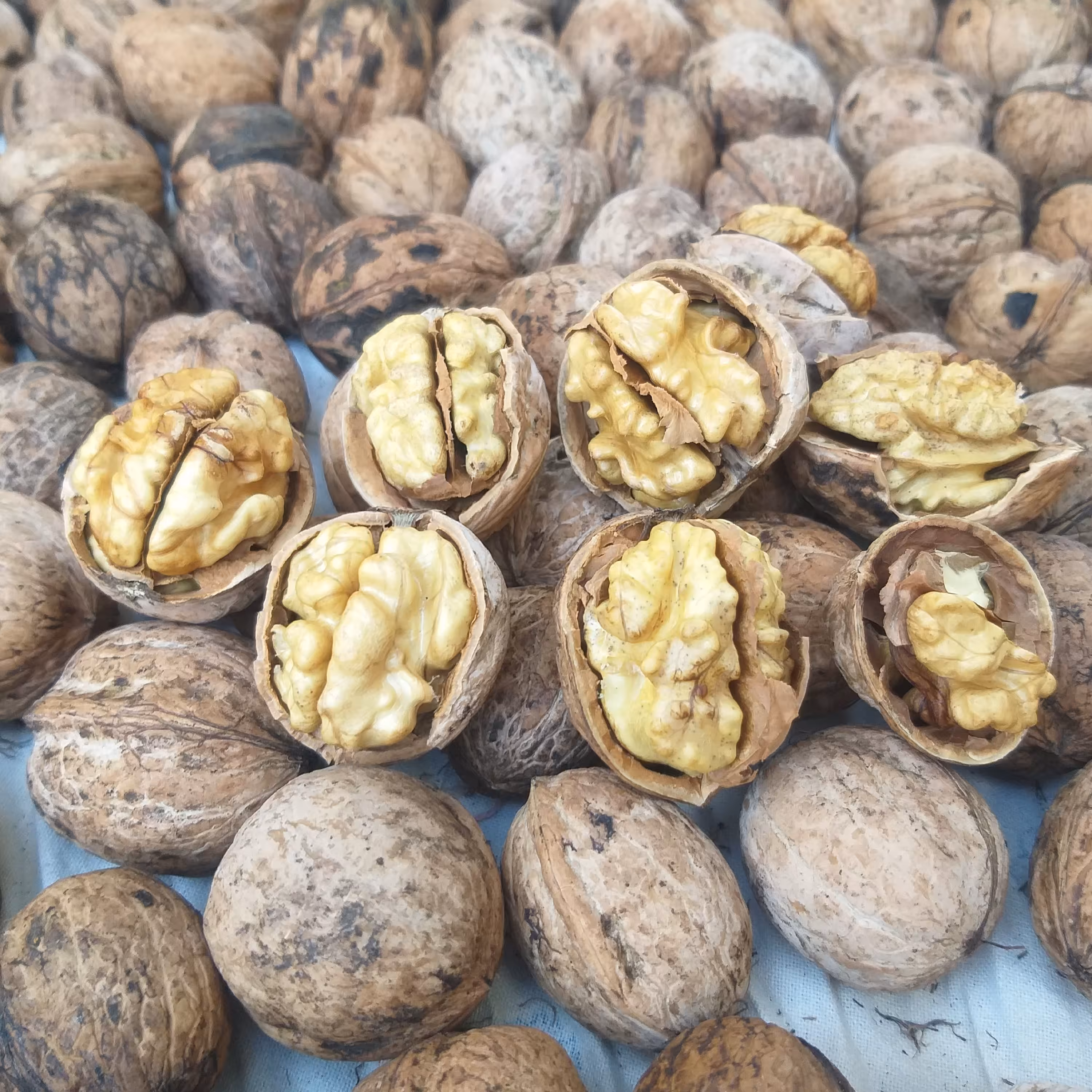 گردو درجه 1 و پوست کاغذی تویسرکان 