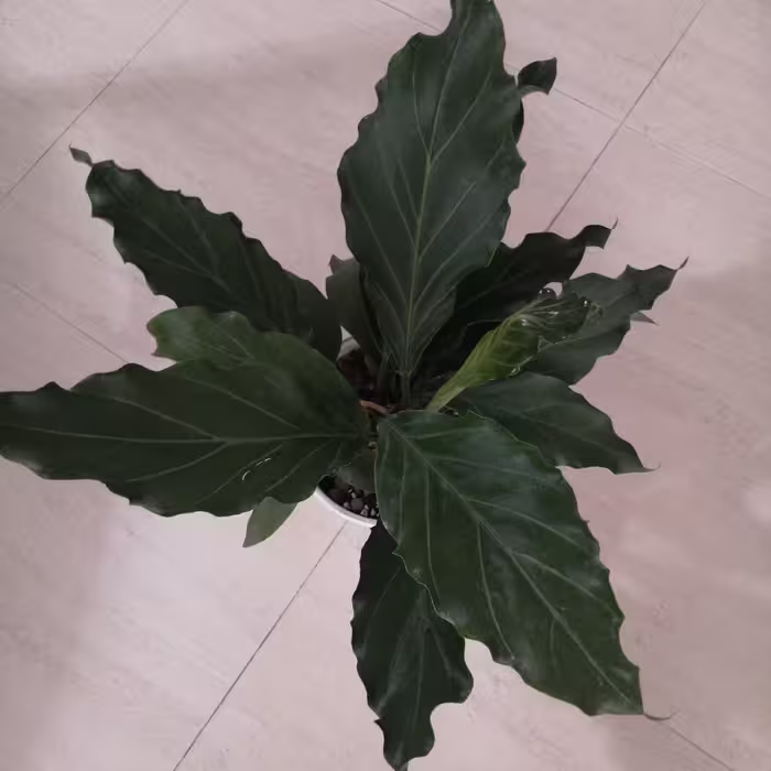 گل آپارتمانی و گلدان. گل موج عشق (ارسال به صورت پس کرایه و به عهده مشتری) 