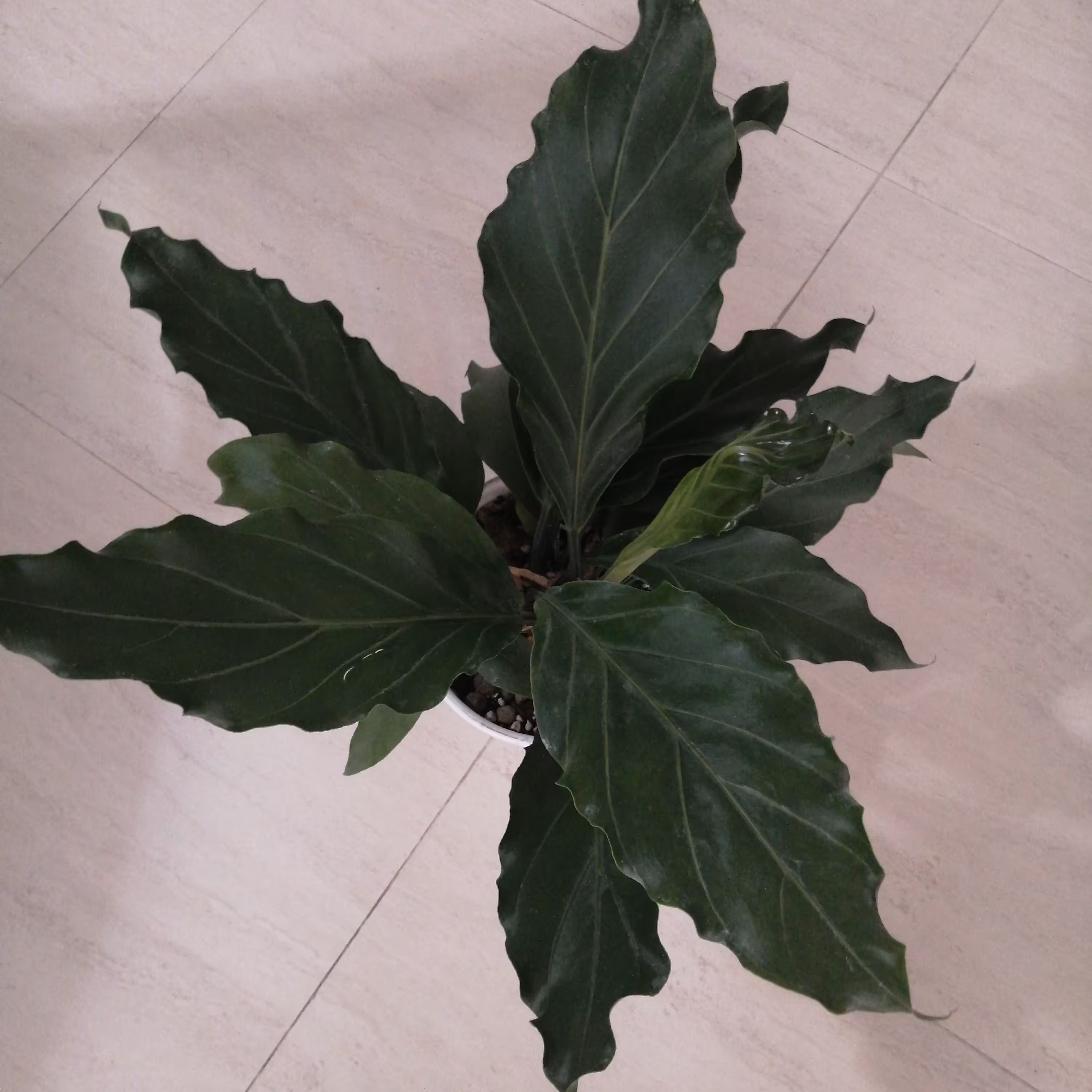 گل آپارتمانی و گلدان. گل موج عشق (ارسال به صورت پس کرایه و به عهده مشتری) 