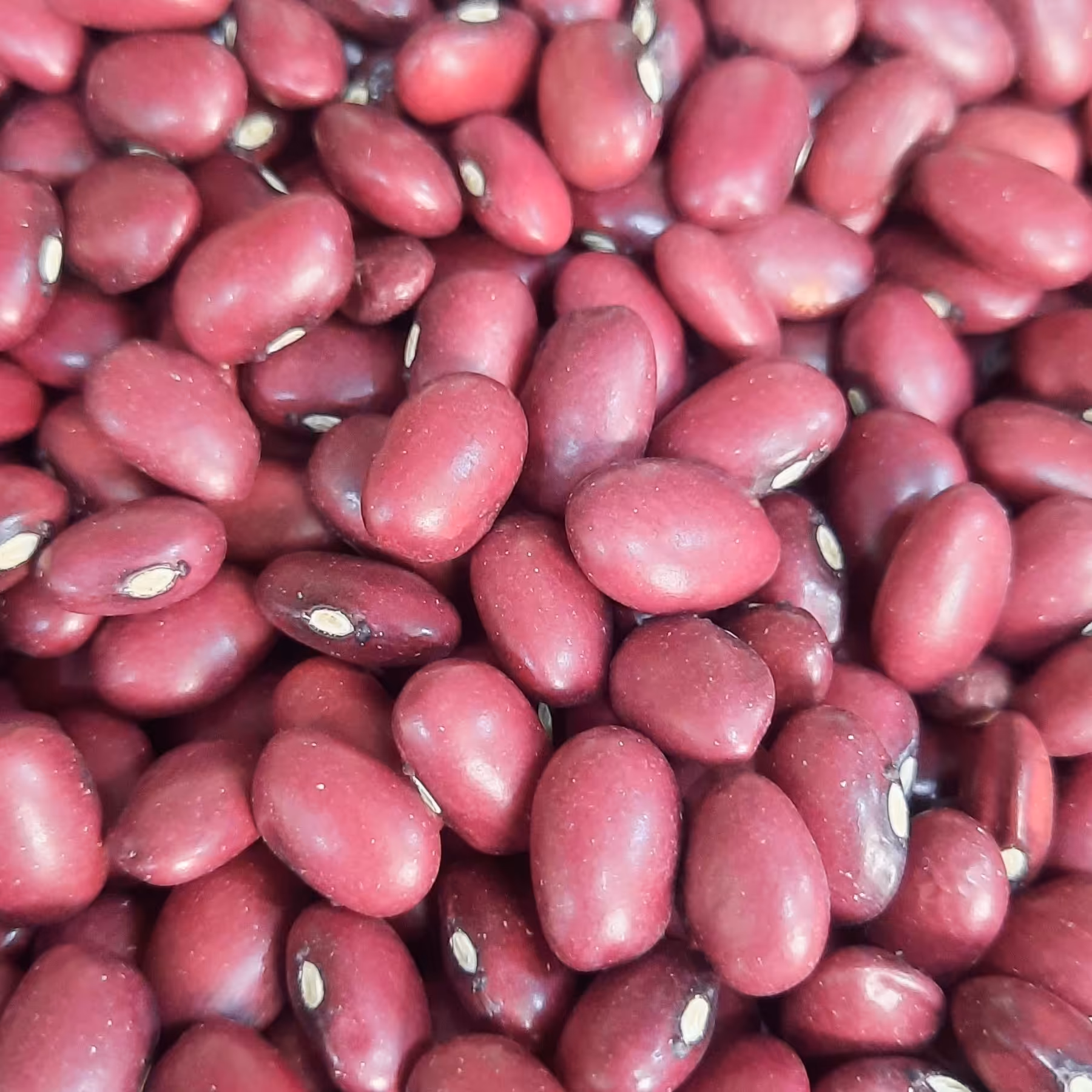 لوبیا قرمز کشت تازه و زودپز