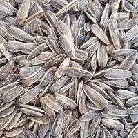 تخمه آفتابگردان دورسفید نمکی درجه یک خوش طعم پرمغز 500گرم