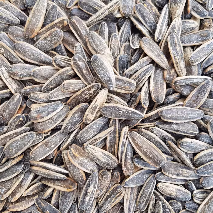 تخمه آفتابگردان دورسفید نمکی درجه یک خوش طعم پرمغز 500گرم