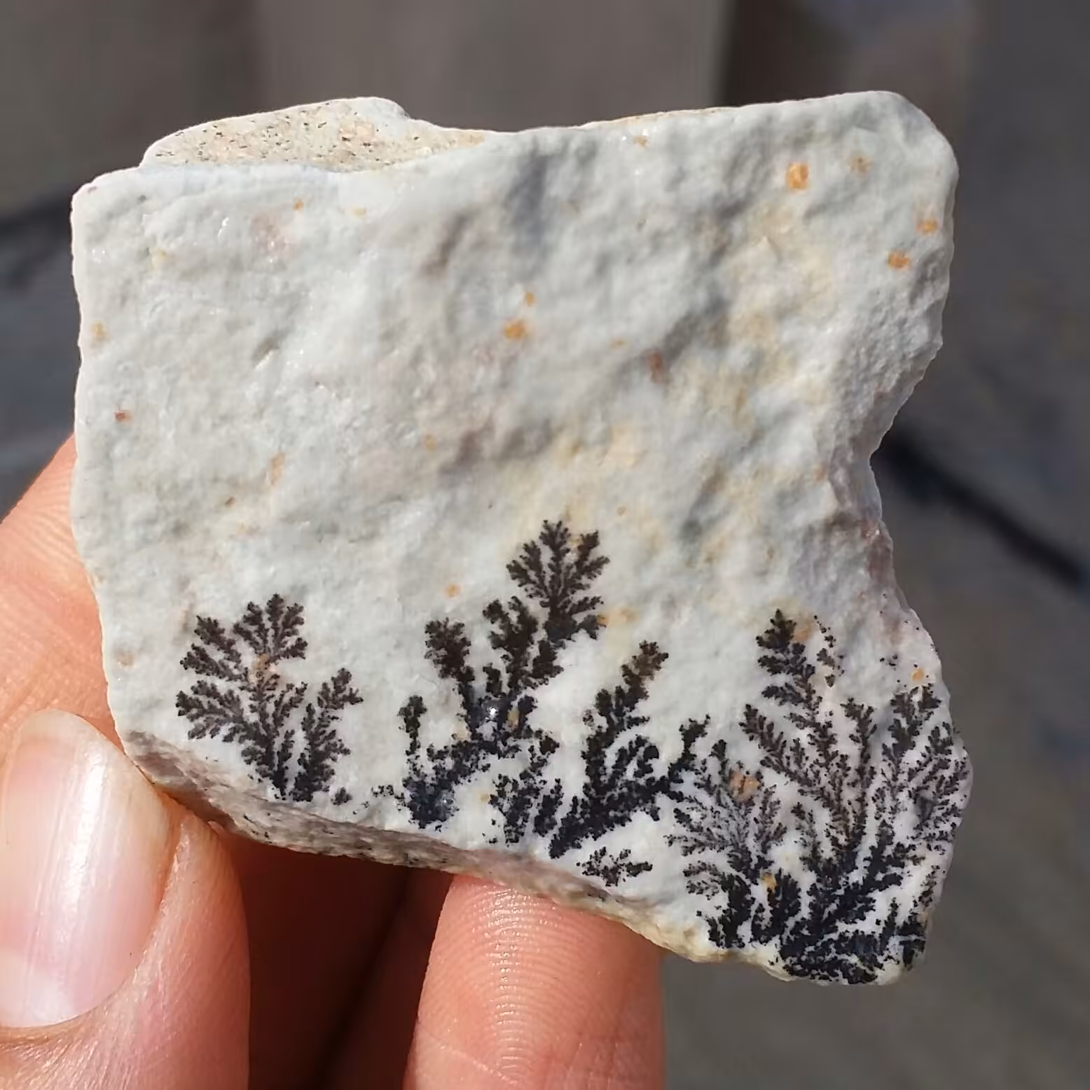 سنگ راف 100 در 100 طبیعی شجر دندریتی یا فسیلی محشر خاص شاهکار خلقت
شجر واضح خاااااااااص
کد 9651