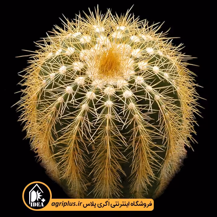 بذر کاکتوس Eriocactus Claviceps
