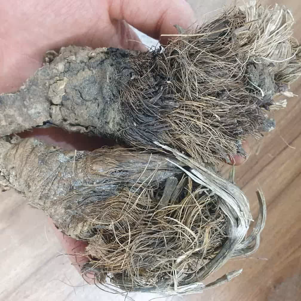 سنبل الطیب ختایی 50 گرم 