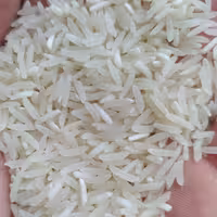 برنج فجر 