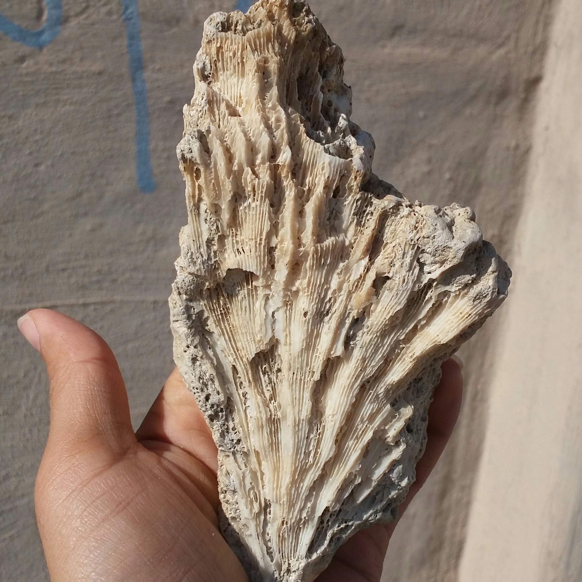 مرجان دریایی درشت محشر دیدنی کاملا طبیعی
مناسب جهت دکور و تزیین خارق العاده خاص
کد 10126