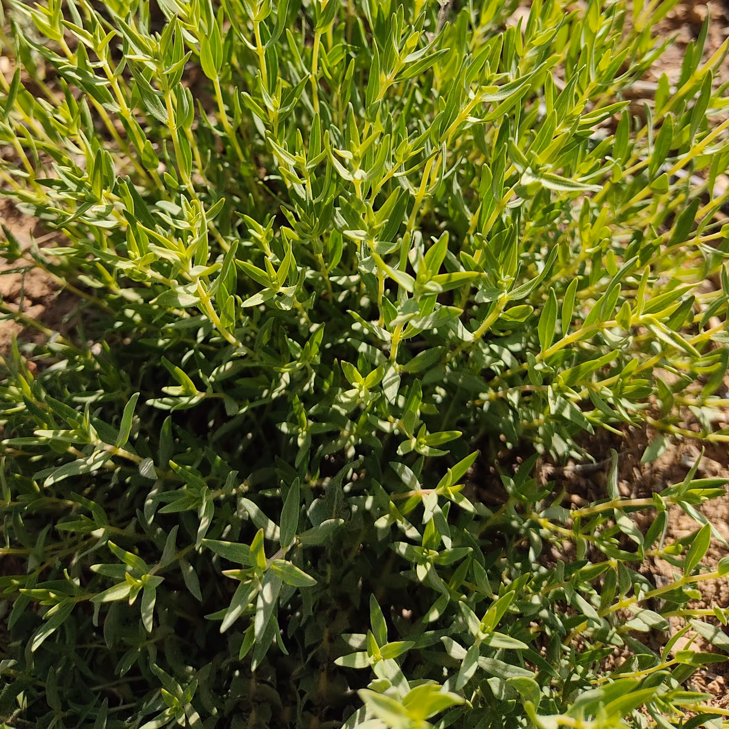 پودر آویشن کوهی50 گرمی کاملا طبیعی دستچین شده از دشت های سرسبز شهر بن تازه و محصول بهار 1402 (پاک شده) 