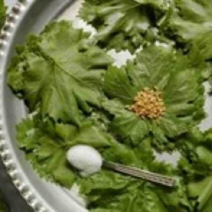 برگ مو  شور کوچک 5عددی با کیفیت( بدون سم زدگی و نگهداری با کمی نمک)-پاکتی